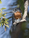 Image. Riesenfischer