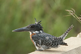 Image. Riesenfischer