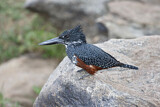 Image. Riesenfischer