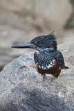 Image. Riesenfischer