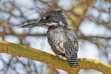 Image. Riesenfischer