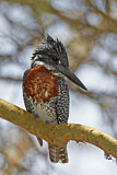 Image. Riesenfischer