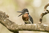 Image. Riesenfischer