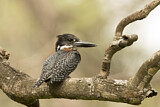 Image. Riesenfischer