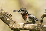 Image. Riesenfischer