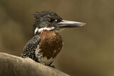 Image. Riesenfischer