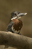 Image. Riesenfischer