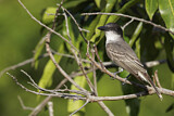 Image. Riesenkönigstyrann