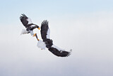 Image. Riesenseeadler