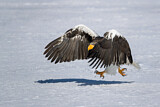 Image. Riesenseeadler
