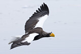 Image. Riesenseeadler