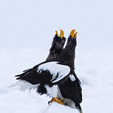 Image. Riesenseeadler