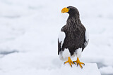 Image. Riesenseeadler