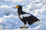 Image. Riesenseeadler