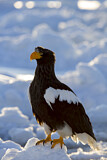 Image. Riesenseeadler