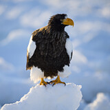 Image. Riesenseeadler