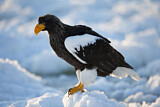 Image. Riesenseeadler