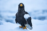 Image. Riesenseeadler