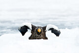 Image. Riesenseeadler
