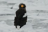 Image. Riesenseeadler