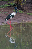 Image. Riesenstorch