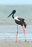 Image. Riesenstorch