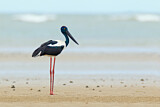 Image. Riesenstorch