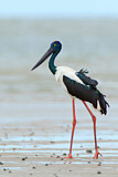 Image. Riesenstorch