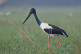 Image. Riesenstorch