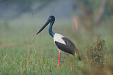 Image. Riesenstorch
