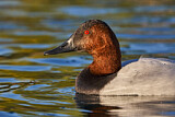 Image. Riesentafelente