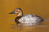 Image. Riesentafelente