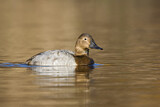 Image. Riesentafelente