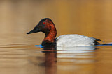 Image. Riesentafelente