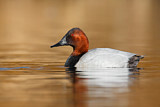 Image. Riesentafelente