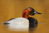 Image. Riesentafelente