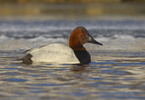 Image. Riesentafelente