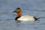 Image. Riesentafelente