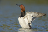 Image. Riesentafelente