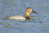 Image. Riesentafelente