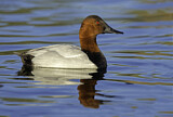 Image. Riesentafelente