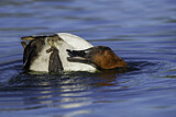 Image. Riesentafelente