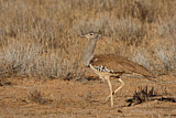 Image. Riesentrappe