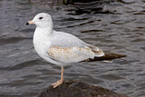 Image. Ring-billed Gull