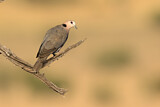 Image. Ring-necked Dove