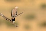 Image. Ring-necked Dove