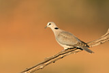 Image. Ring-necked Dove