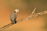 Image. Ring-necked Dove