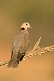 Image. Ring-necked Dove