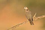 Image. Ring-necked Dove